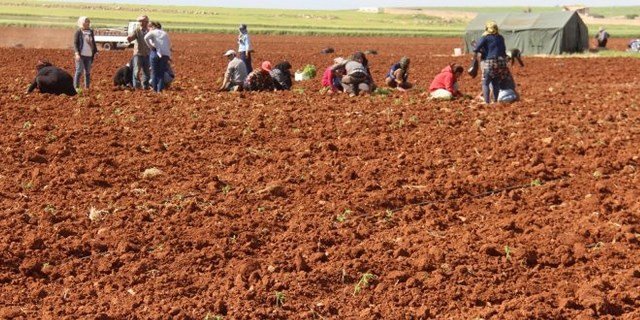 الحصار على الشهباء يهدد الموسم الزراعي لهذا العام