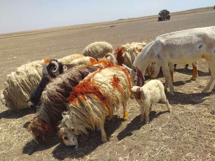 المحاصيل هذا العام بين مطرقة المزارعين وسندان الرعاة