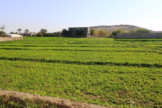لجنة الزراعة بدير الزور تقدم الدعم للمزارعين