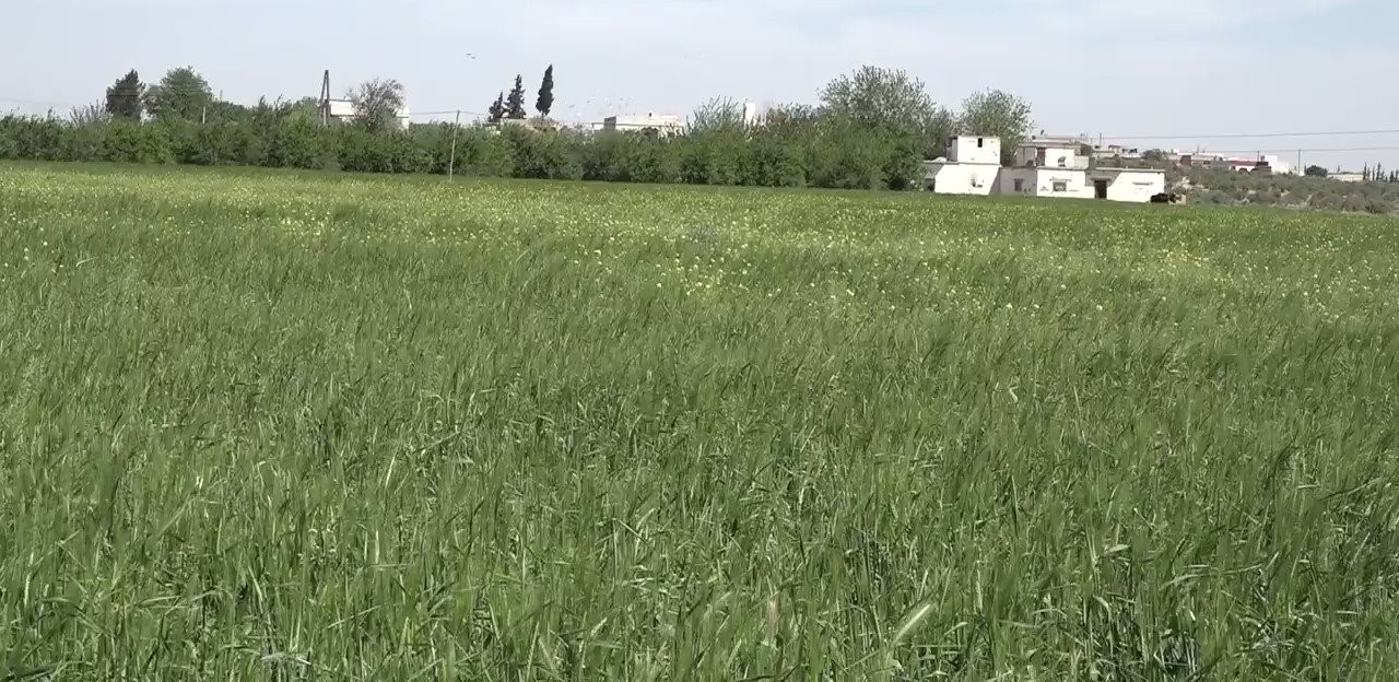 منبج.. أمطار آذار أنعشت الزراعة وتُحصر الصعوبات في الأسمدة والمازوت