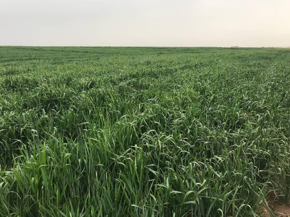 هيئة الزراعة تستمر بدعم الإنتاج المحلي