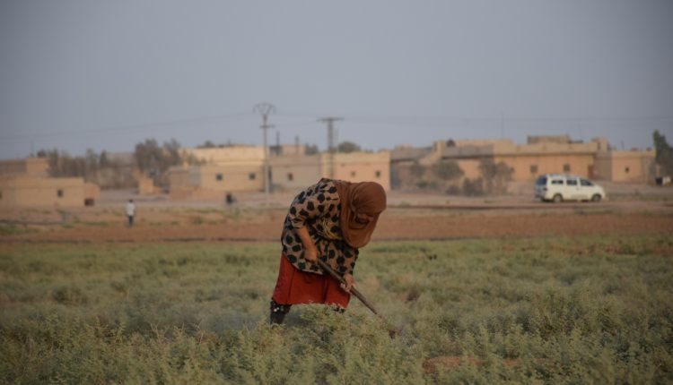 المرأة في الجزيرة السورية رائدة العمل (2)