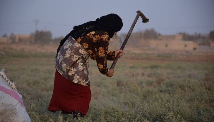 المرأة في الجزيرة السورية رائدة العمل (3)