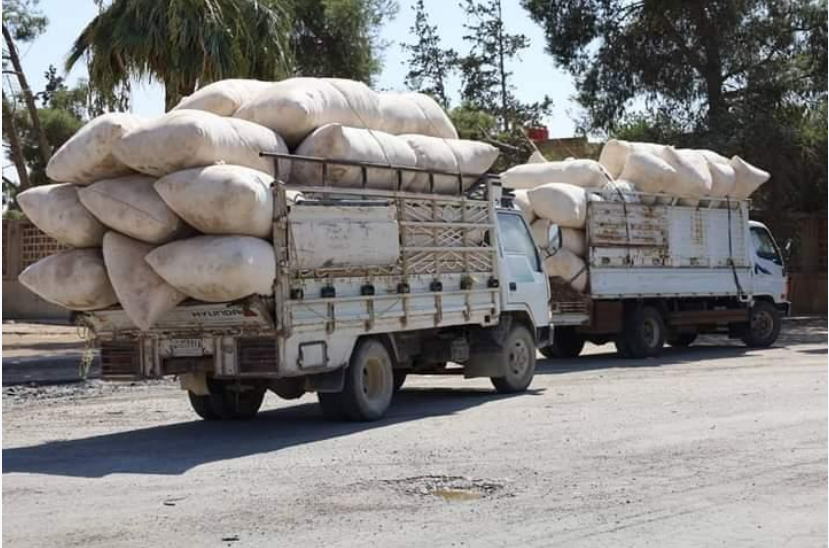 شركة التطوير الزراعي تُباشر باستلام محصول القطن