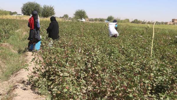 إنتاج محصول القطن يشهد تراجعاً كبيراً في دير الزور