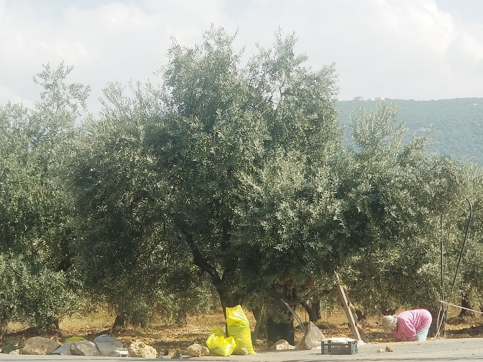 موسم الزيتون في لبنان إنتاج عائلي بامتياز