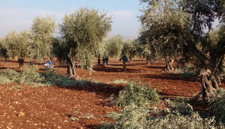 بلا مبالاة وبغية بيعها كحطب.. مرتزقة تركيا يواصلون حملتهم بقطع أشجار الزيتون بريف عفرين
