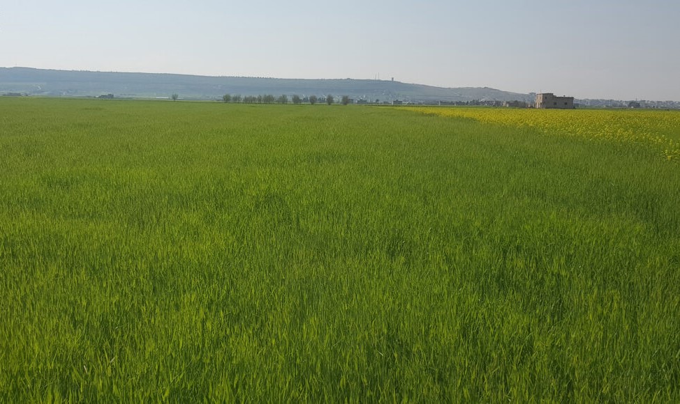 انتعاش الموسم الزراعي بالهطولات المطرية وإحياء آمال المزارعين