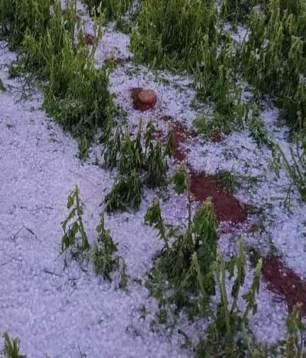 مطالب بتعويض المتضررين من خسائر المحصول الزراعي بسبب “البَرَد”