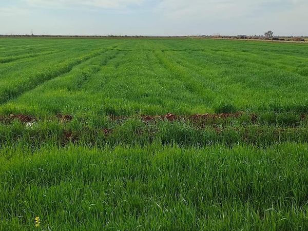 هيئة الزراعة والري لشمال وشرق سوريا تقدم النصائح الإرشادية لشهر نيسان