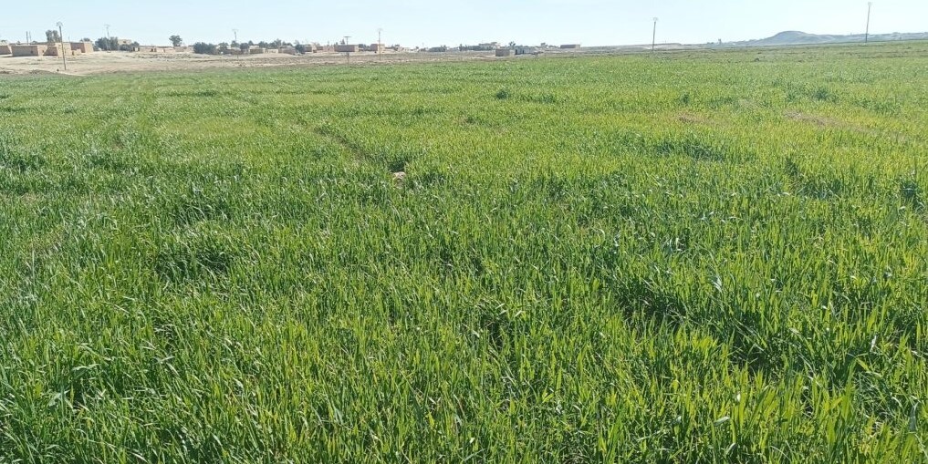 فوائد وأضرار الأمطار الأخيرة على المحاصيل الزراعية بمناطق شمال وشرق سوريا