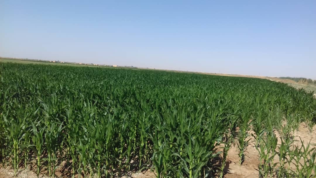 الذرة الصفراء محصول استراتيجي تواجه تحديات بسبب نقص المياه