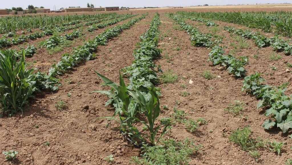 جهود حثيثة لإقامة المزروعات الصيفية وحمايتها في ناحية عامودا