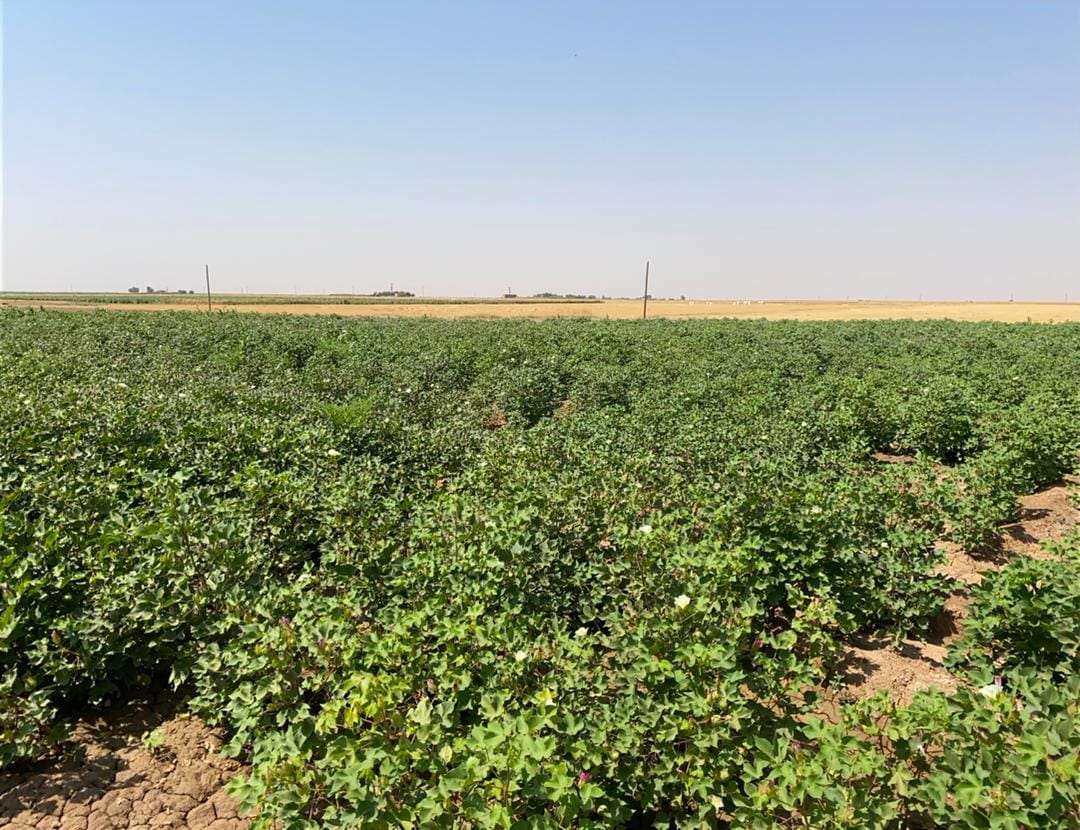 مديرية وقاية النبات في إقليم الجزيرة ومهمتها في حماية الثروة الزراعية