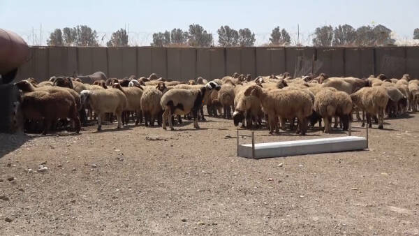 المرأة في تجمّع نساء زنوبيا ومشاركتها في المشاريع الإنتاجية الحيوانية