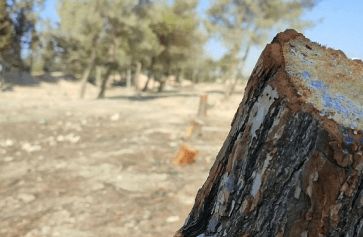 الحطب بمناطق حكومة دمشق بديل عن مازوت التدفئة والطن يتجاوز مليوني ليرة