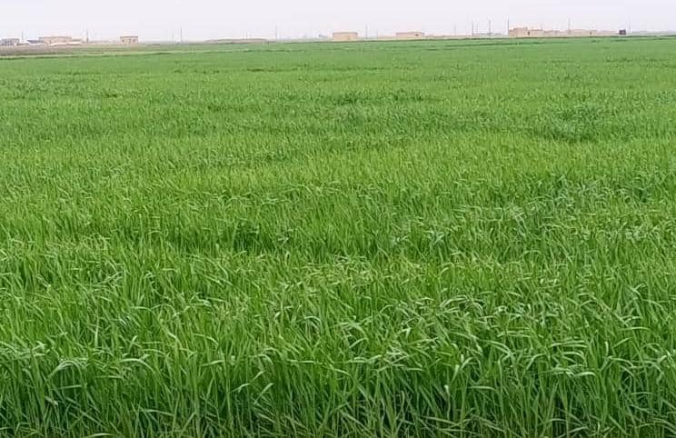 أقسام وقاية النبات في نواحي مقاطعة الجزيرة توزع فوسفيد الزنك على المزارعين