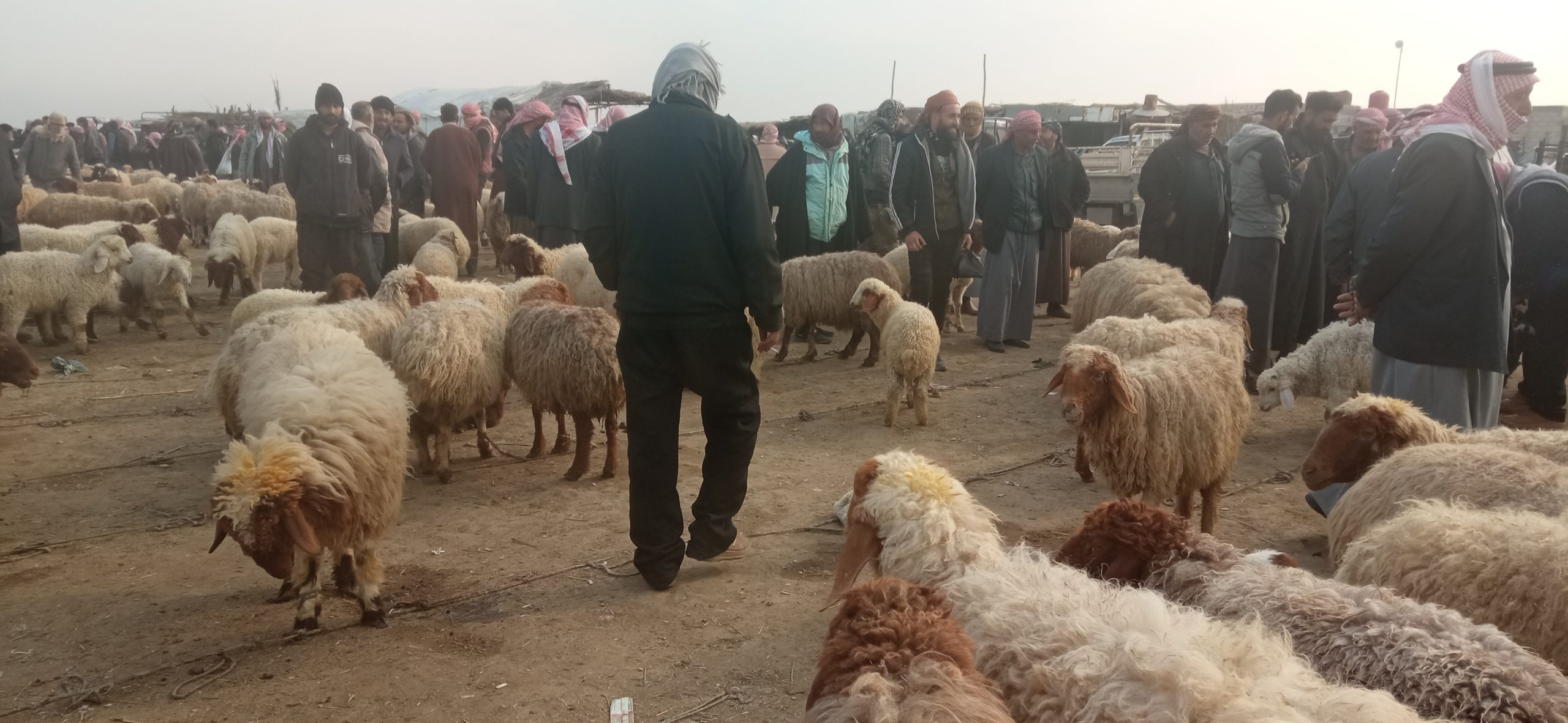 ارتفاع أسعار المواشي في سوق الحدادية جنوب الحسكة بعد الهطولات المطرية