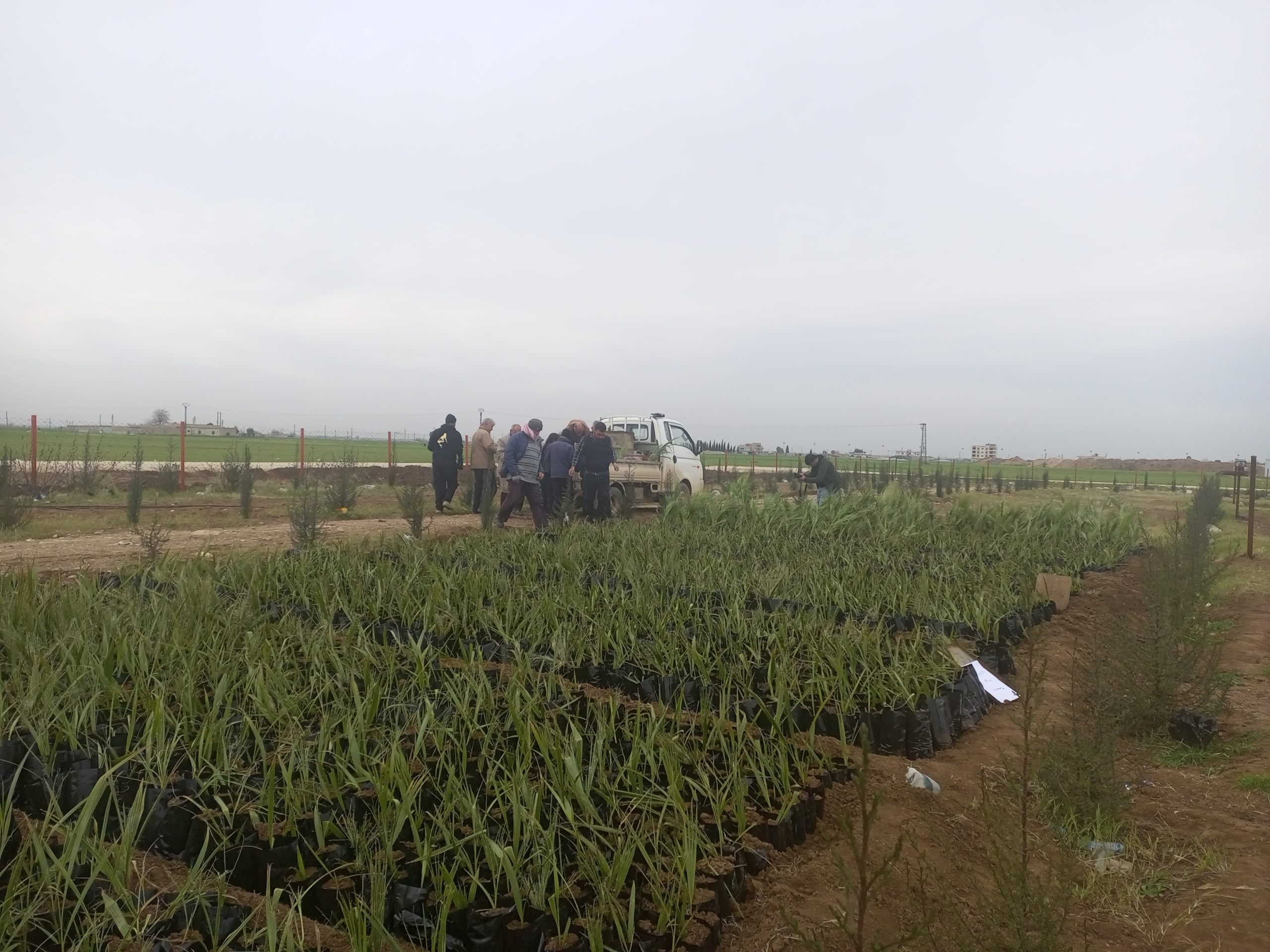 حملة غرس 5000 نخلة وشجرة في عامودا