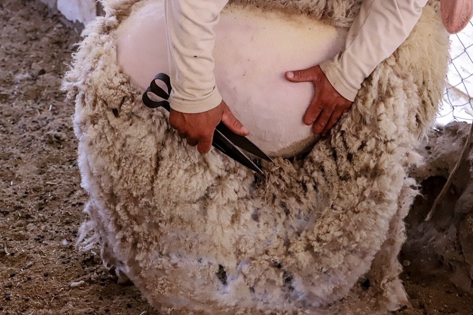 موسم جز صوف الأغنام عادات وتقاليد متوارثة… ومنافع مادية لأصحاب الأغنام
