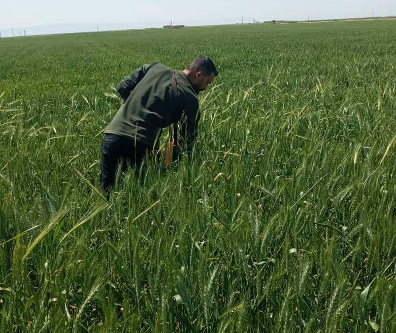 جولات لجان الوقاية في مقاطعة الجزيرة مستمرة لمتابعة وضع المحاصيل الزراعية