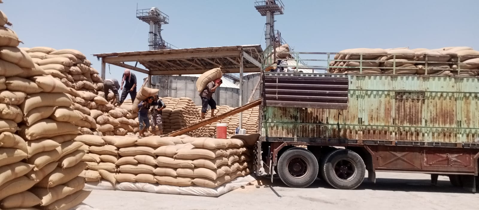مركز صويمعة منبج يُعلِن انتهاء موسم استلام القمح بإنتاج مقبول