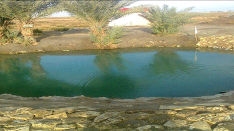 عين السرو السحرية.. ينبوع ماء عذب في قلب الصحراء البيضاء بالفرافرة