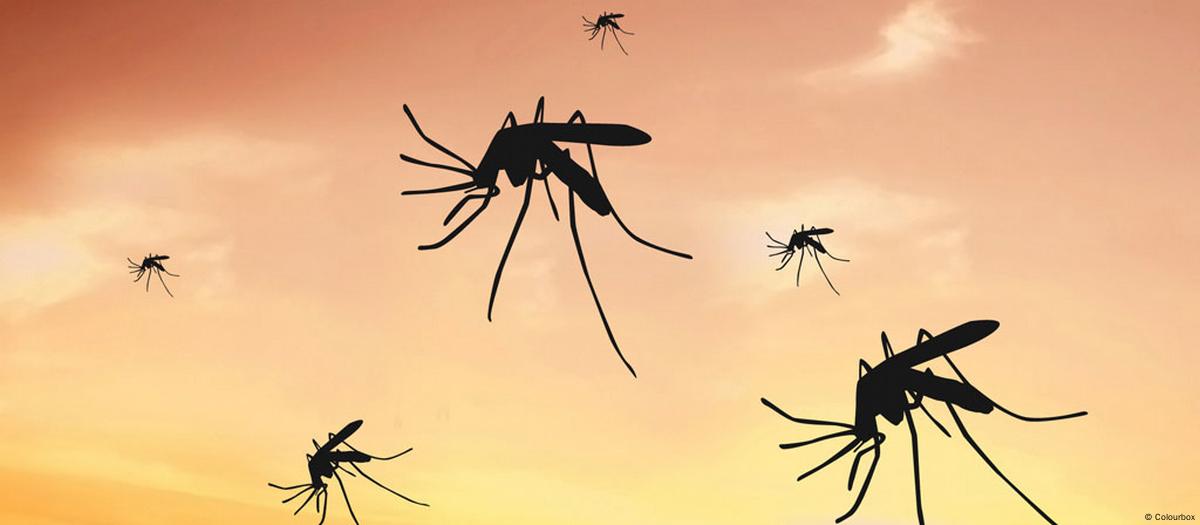 لا ينجذب إلى الدم ولا الضوء.. حقائق وخرافات حول البعوض
