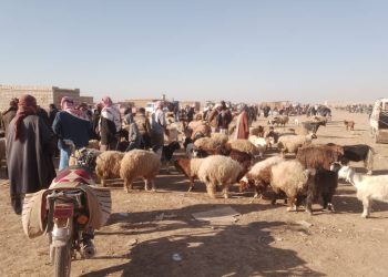 تجارة المواشي في منطقة تل حميس في مواجهة ركود السوق وتحديات استمرارها
