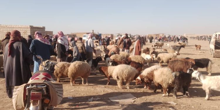 تجارة المواشي في منطقة تل حميس في مواجهة ركود السوق وتحديات استمرارها