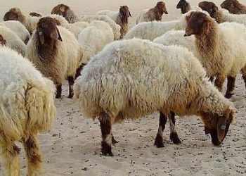 بانوراما… الثروة الحيوانية بإقليم شمال وشرق سوريا نُظم جديدة ترتقي بها