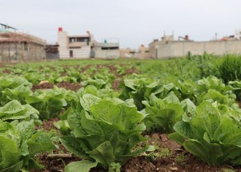 مزارعون يأنون في جنوب الحسكة ويُعلِنون دخول الزراعة في المنطقة بمرحلة الموت السريري