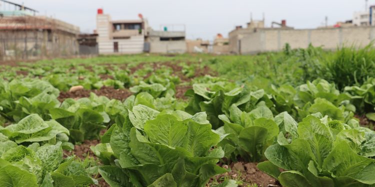 مزارعون يأنون في جنوب الحسكة ويُعلِنون دخول الزراعة في المنطقة بمرحلة الموت السريري