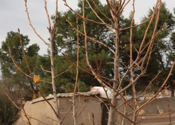 عدسة العدد2021 من صحيفة روناهي
