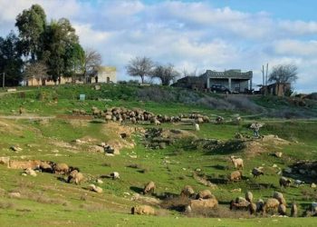 لمحة عن التاريخ الحديث لمدينة سري كانيه عروس الجزيرة -2-