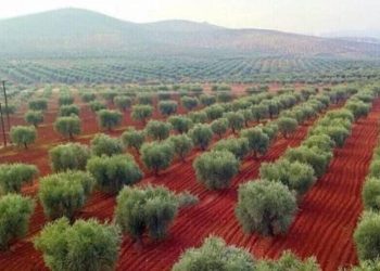 استمرار عمليات التحطيب الجائر منذ أشهر في عفرين كارثة بيئية