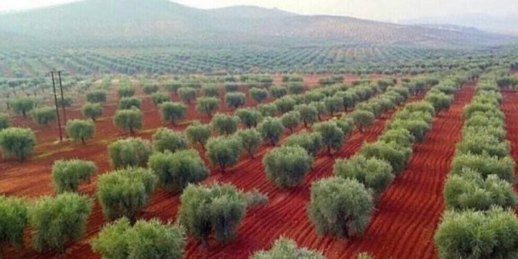 استمرار عمليات التحطيب الجائر منذ أشهر في عفرين كارثة بيئية