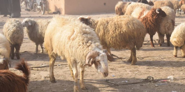 أمطار الربيع تُعيد نبضاً خجولاً لسوق الحدادية للمواشي.. وارتفاع أسعار الأعلاف يُكبّل الانتعاش