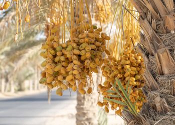 الإرطاب… والرطب
