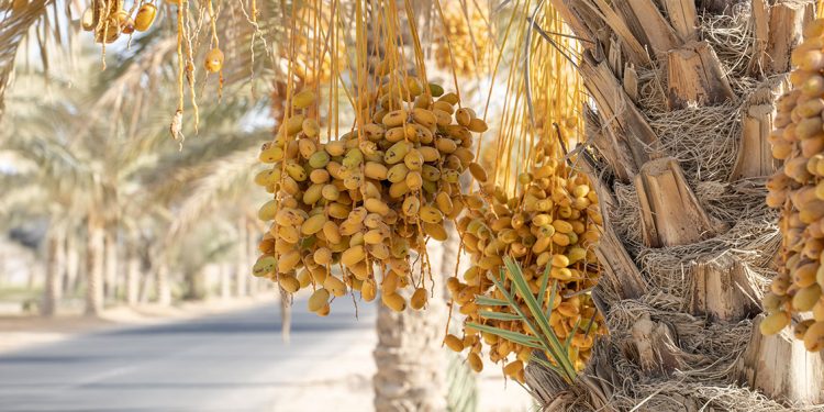 الإرطاب… والرطب