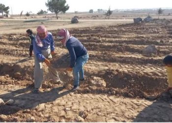 جهود لدعم الزراعة والثروة الحيوانية في مقاطعة الجزيرة