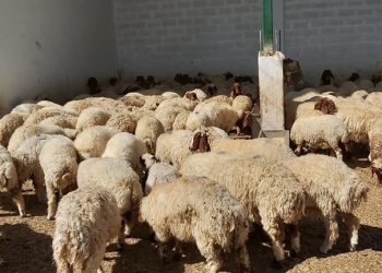 إحصاء شامل للثروة الحيوانية في ريف دير الزور الشرقي لتقديم الدعم للمربين