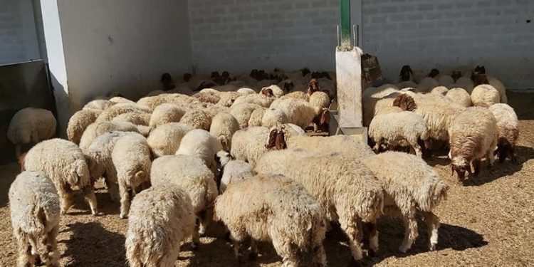 إحصاء شامل للثروة الحيوانية في ريف دير الزور الشرقي لتقديم الدعم للمربين
