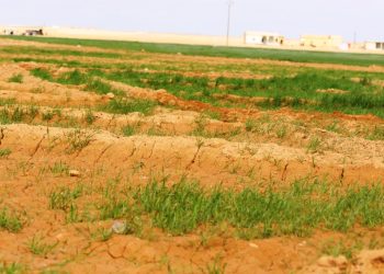 مزارعو عين عيسى وكري سبي يطالبون برفع كفاءة الدعم مع بدءِ النشاط الزراعي