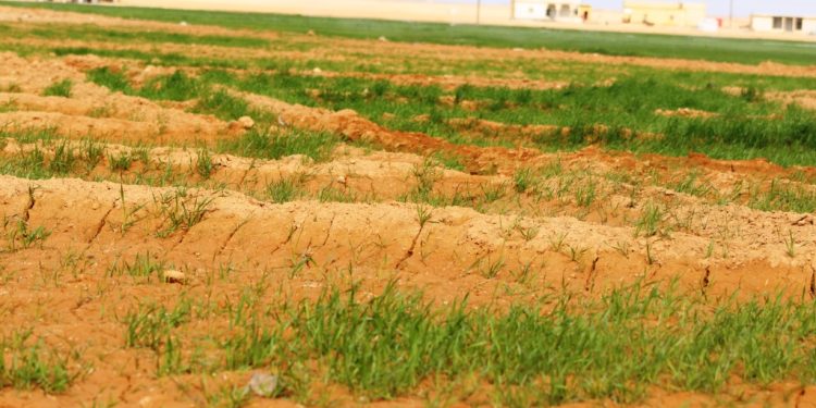مزارعو عين عيسى وكري سبي يطالبون برفع كفاءة الدعم مع بدءِ النشاط الزراعي