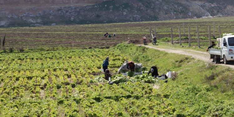 المشاريع الزراعية للمرأة في الرقة بين التغيرات المناخية وتحقيق الأمن الغذائي