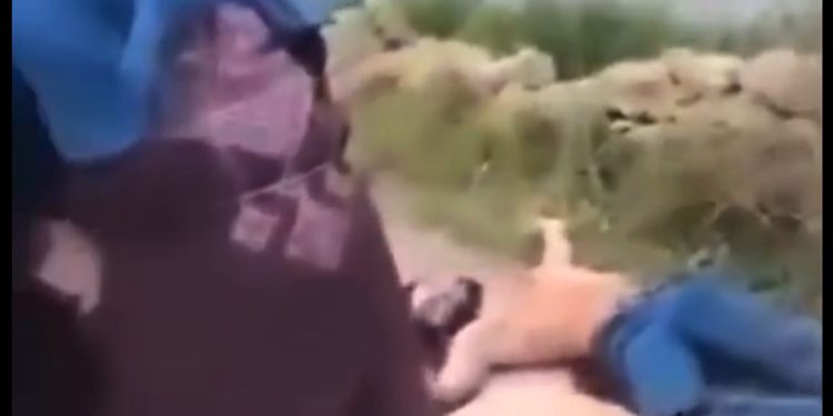 سنديانة الساحل السوري.. أيقونة بين النكبة وانتظار تحقيق العدالة
