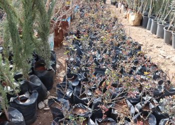 مشاتل عدنان مصطفى.. مشروع مستدام في خدمة البيئة والمجتمع
