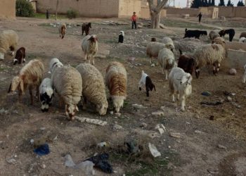 موجة الجفاف تهدد سبل العيش في تل حميس وريفها