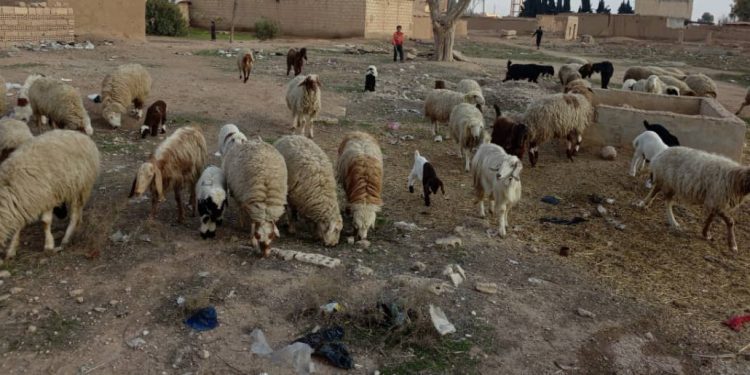 موجة الجفاف تهدد سبل العيش في تل حميس وريفها